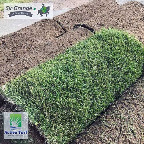 Sir Grange stunning fine-bladed premium turf variety