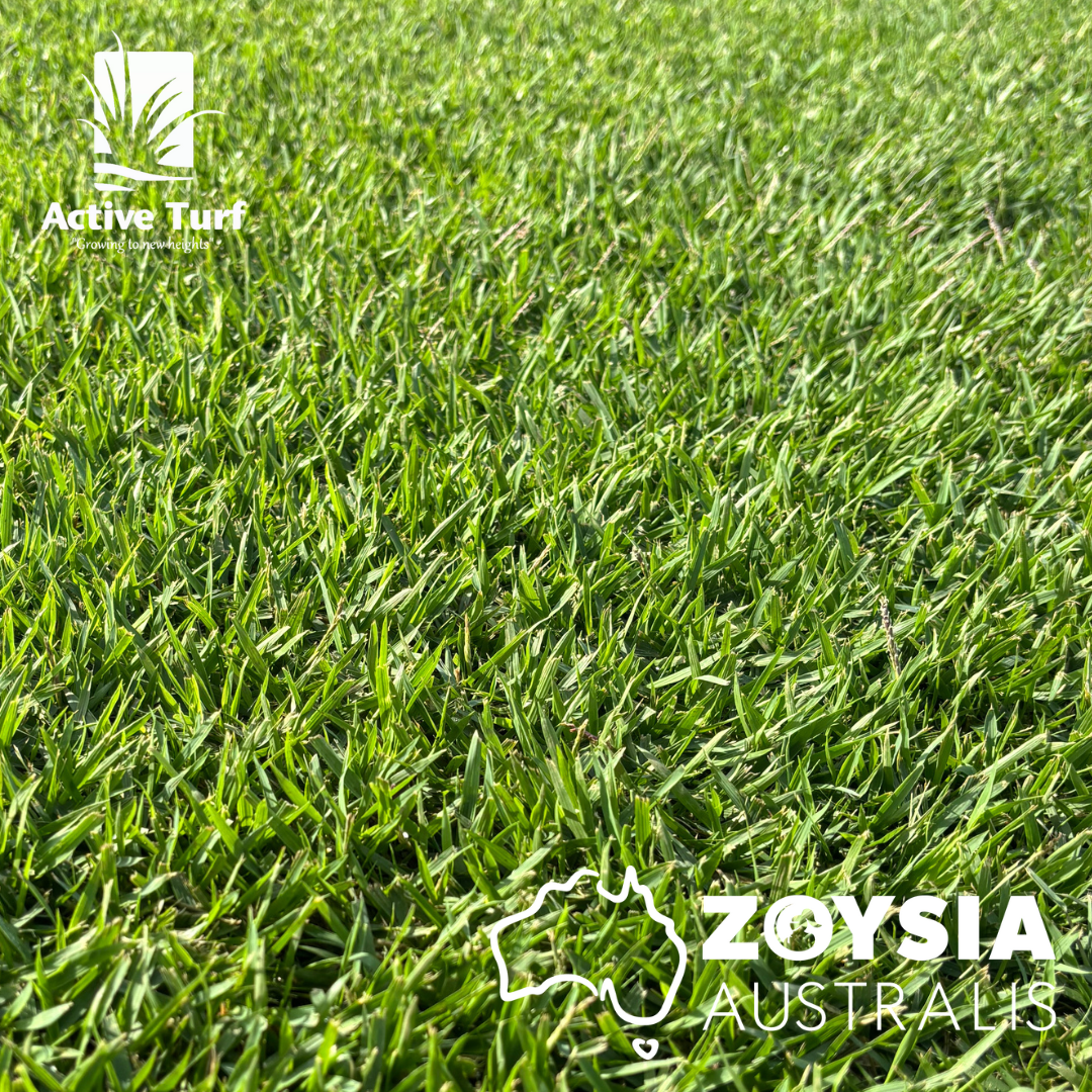 Zoysia Australis Lawn Leaf 