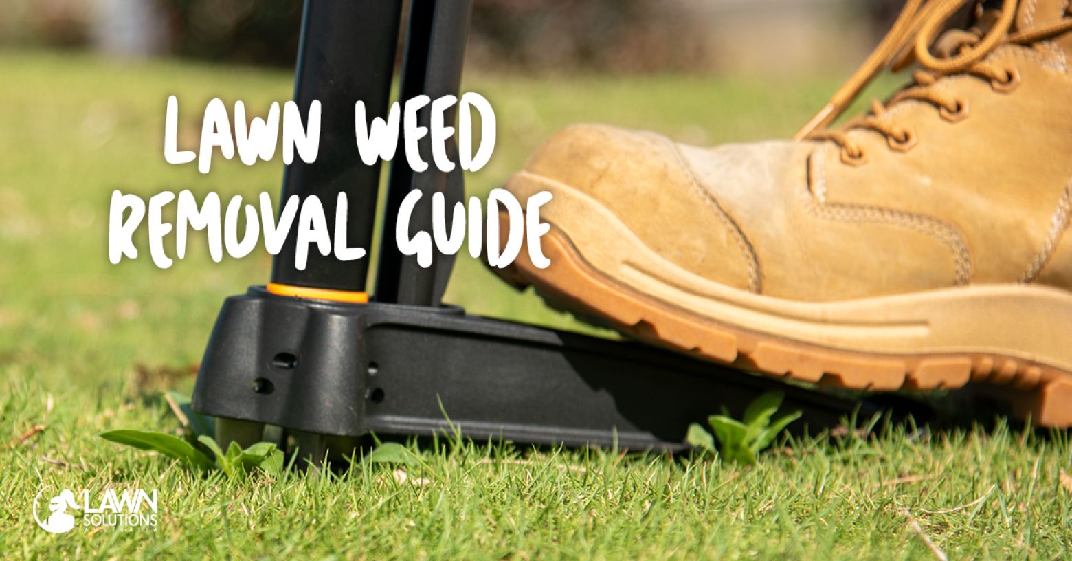 Lawn Weed Removal Guide