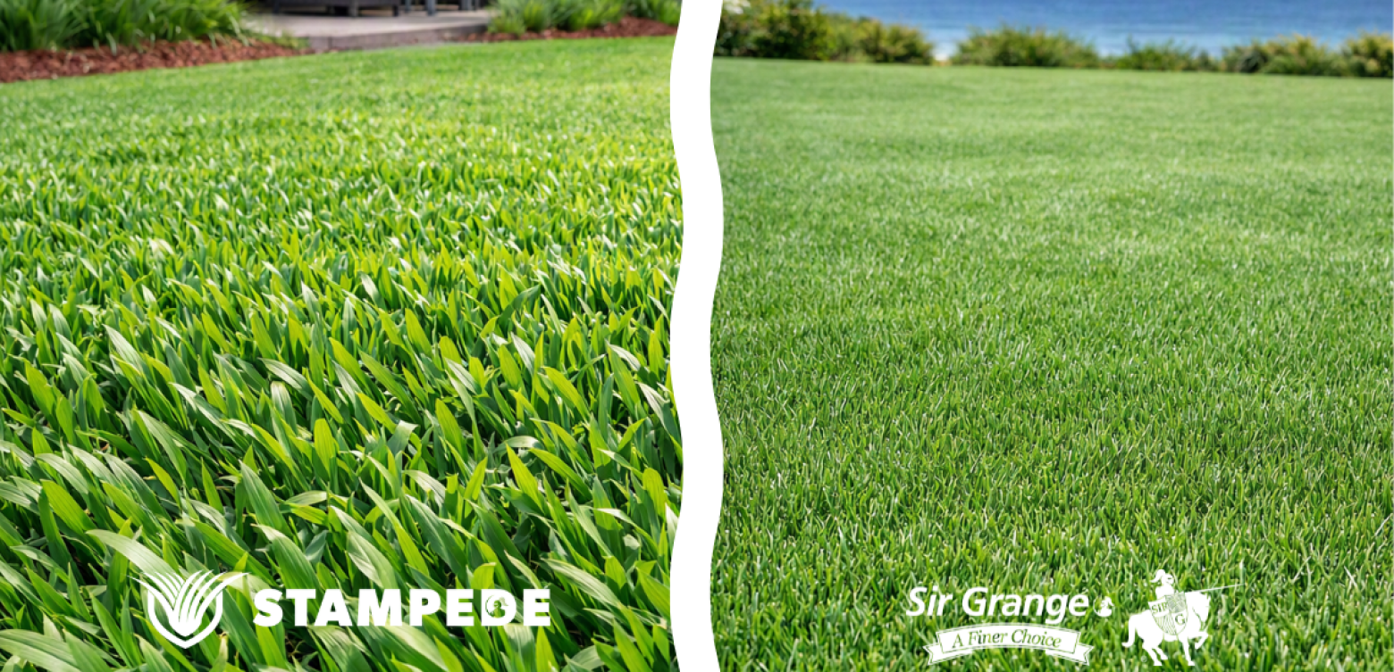 Buffalo compared to Zoysia Grass in Sydney