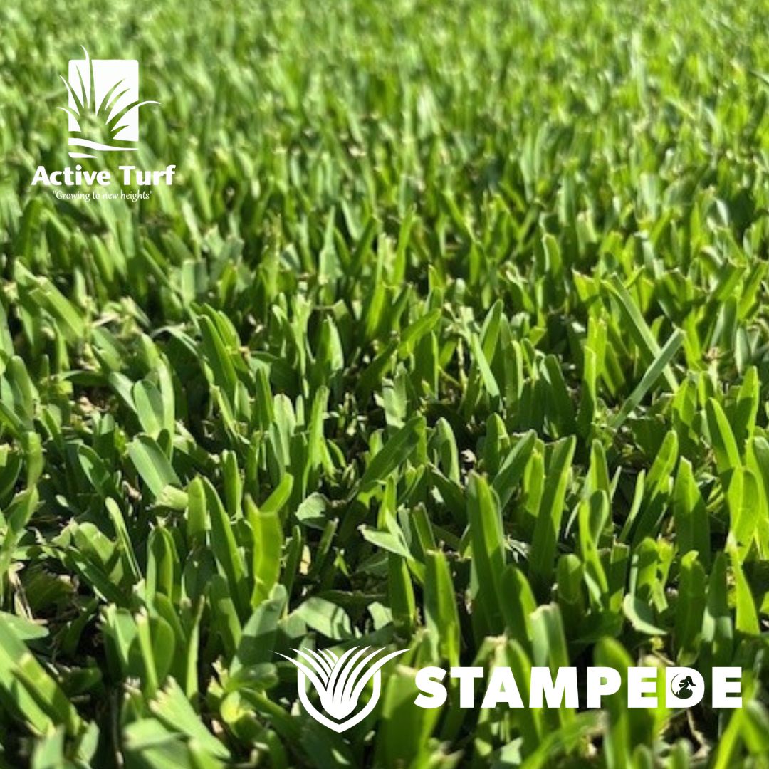 Stampede Hybrid Buffalo Lawn leaf