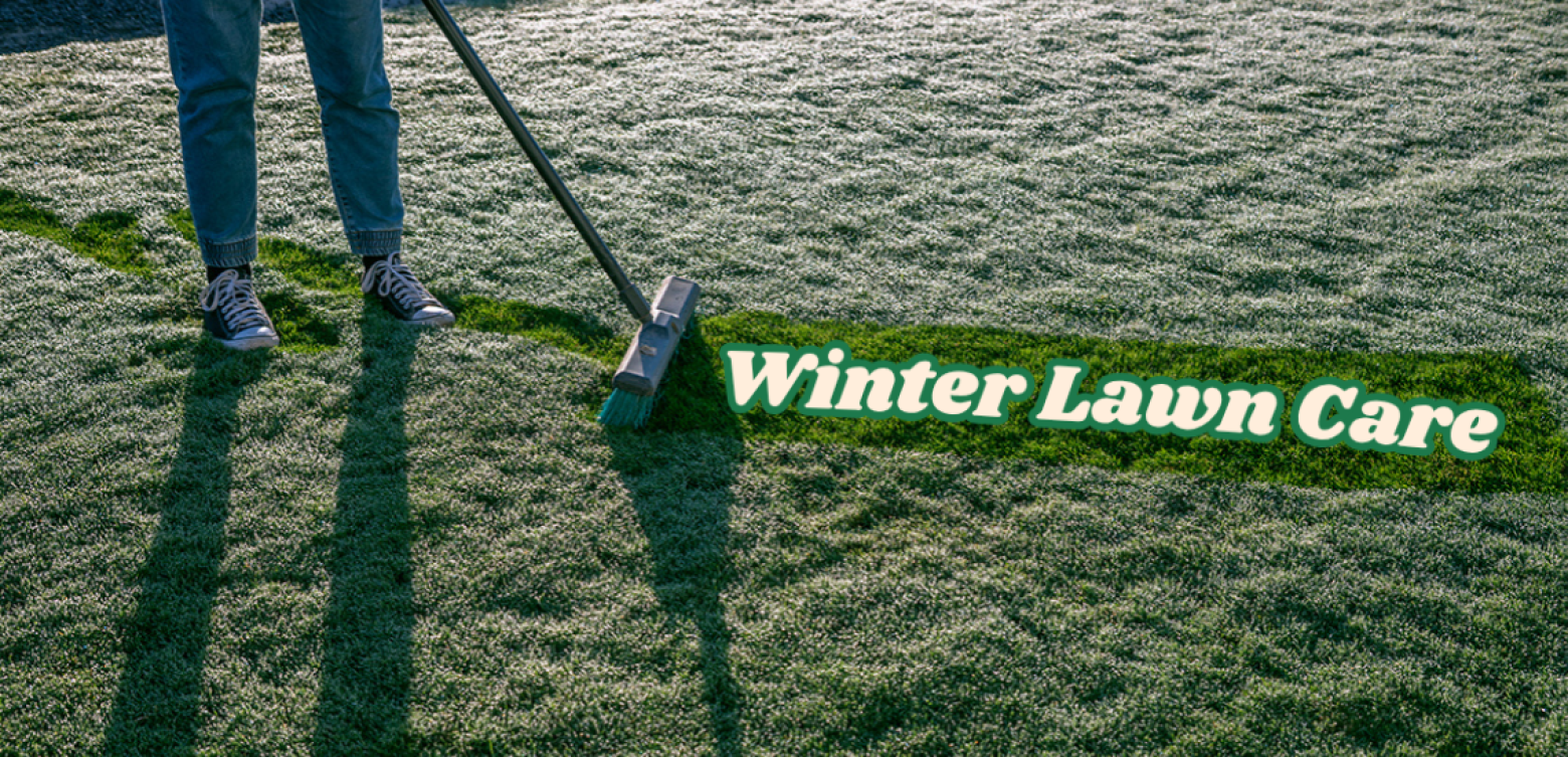 Winter Lawn Care Buffalo, Zoysia, Kikuyu, TifTuf